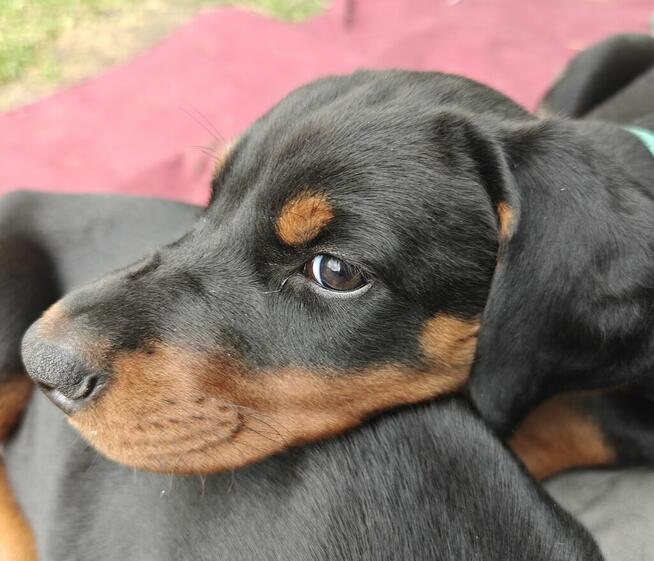 Szczenięta dobermana FCI po Championie z b. dobrym rodowodem