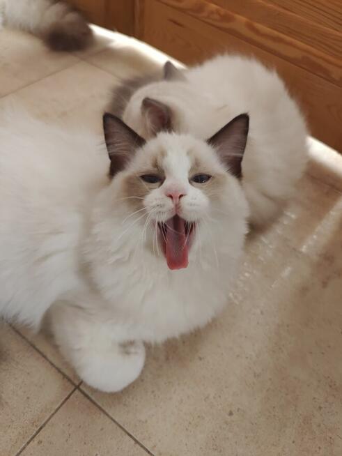 Ragdolle kwintesencja rasy, Rodowód FPL, hodowla 11 lat