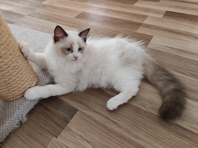 Ragdolle kwintesencja rasy, Rodowód FPL, hodowla 11 lat