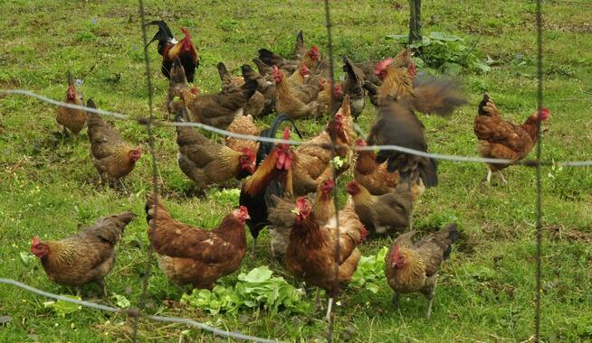 Jajka wiejskie od kur z wolnego wybiegu