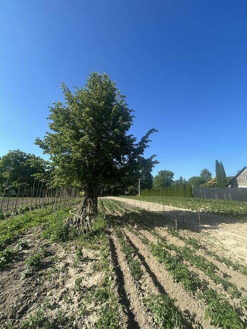 Działka rolna 21 arów Giebułtów gmina Wielka Wieś