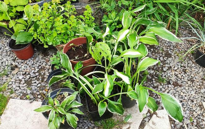 Hosta funkia