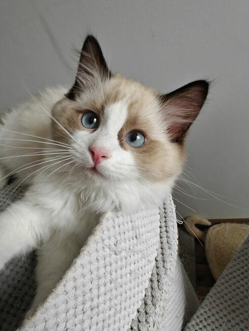 Ragdolle kwintesencja rasy, Rodowód FPL, hodowla 11 lat