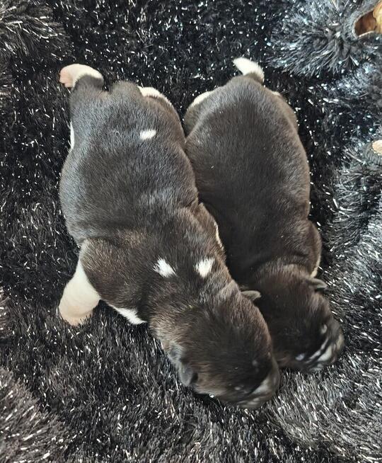 Akita Amerykańska szczeniak