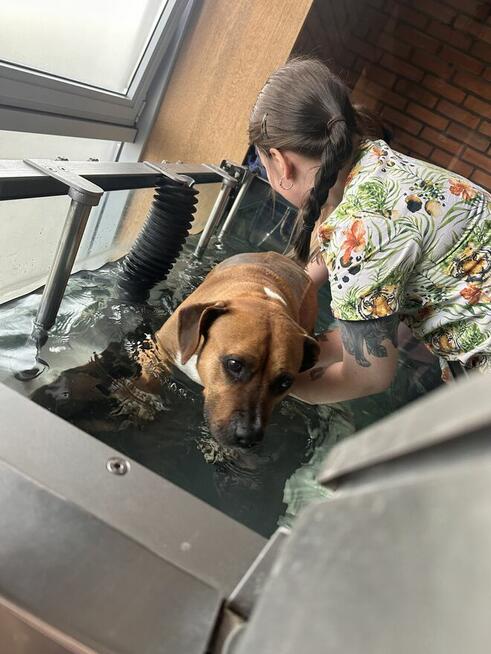 Zbiórka na leczenie Wegi