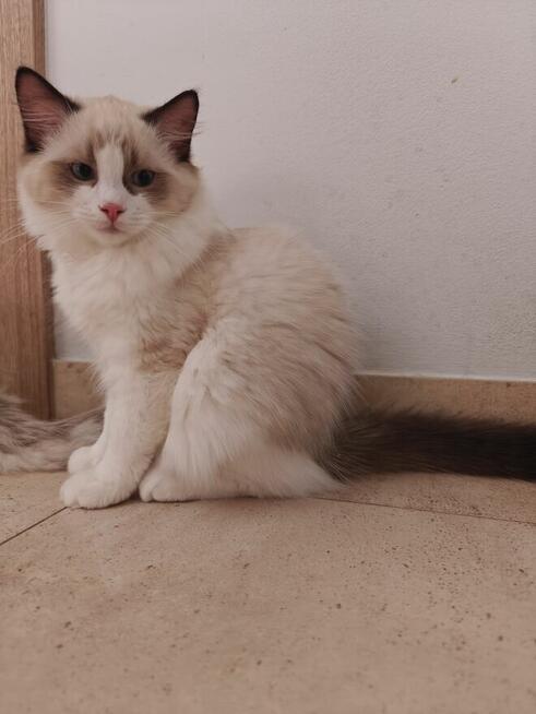 Ragdolle kwintesencja rasy, Rodowód FPL, hodowla 11 lat