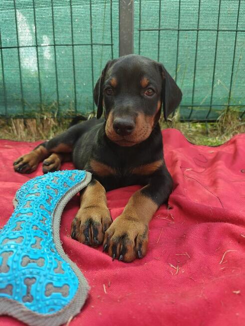 Szczenięta dobermana FCI po Championie z b. dobrym rodowodem