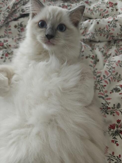 Ragdolle kwintesencja rasy, Rodowód FPL, hodowla 11 lat