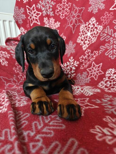 Szczenięta dobermana FCI po Championie z b. dobrym rodowodem