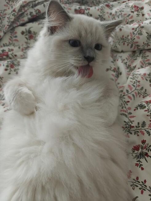 Ragdolle kwintesencja rasy, Rodowód FPL, hodowla 11 lat