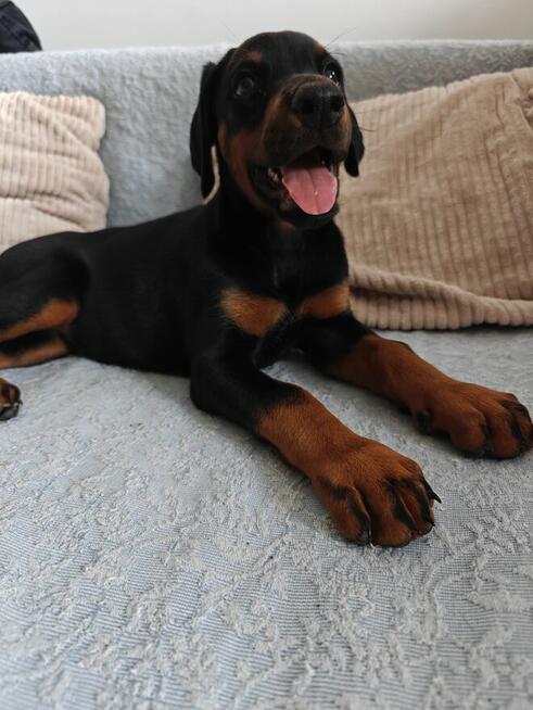 Szczenięta dobermana FCI po Championie z b. dobrym rodowodem