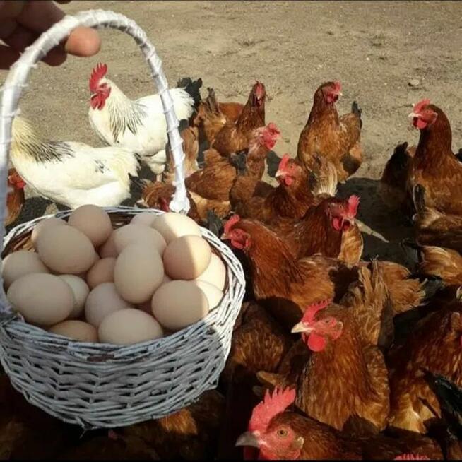 Jajka wiejskie od kur z wolnego wybiegu