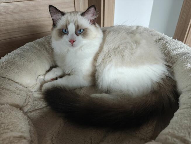 Ragdolle kwintesencja rasy, Rodowód FPL, hodowla 11 lat