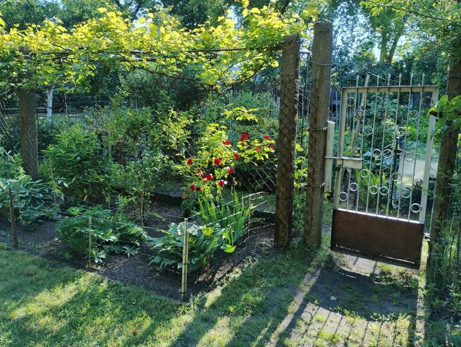 Działka ROD Warszawa Rembertów