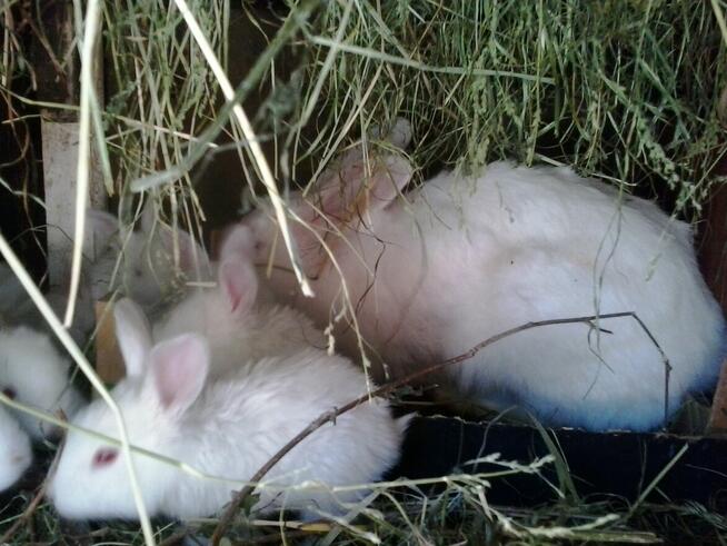 Króliki młode z matką