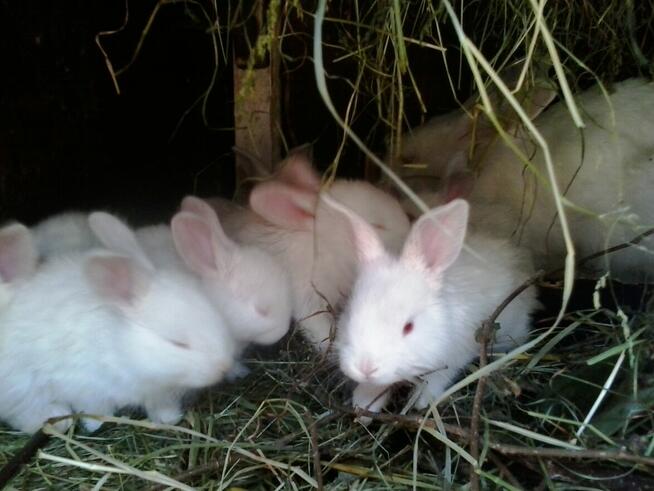 Króliki młode z matką