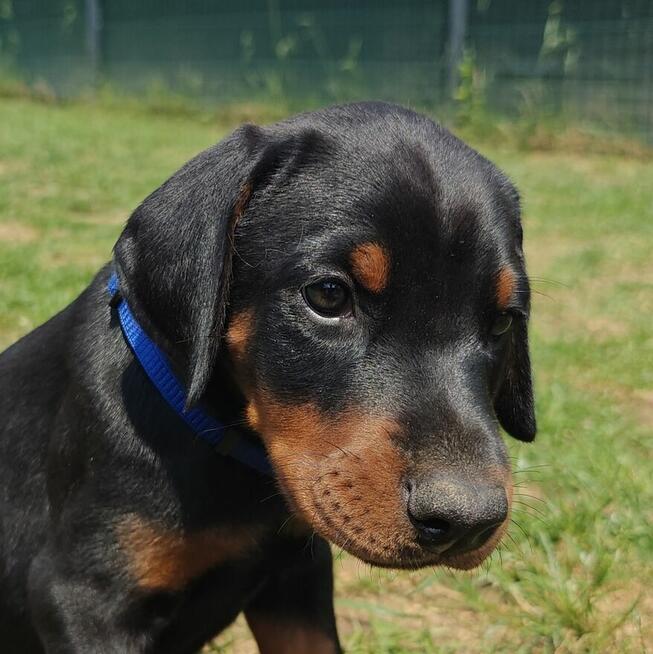 Szczenięta dobermana FCI po Championie z b. dobrym rodowodem