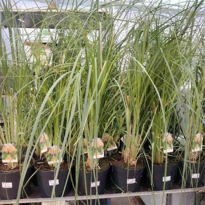 Trawa Pampasowa Pumila – Duża, Dekoracyjna Sadzonka