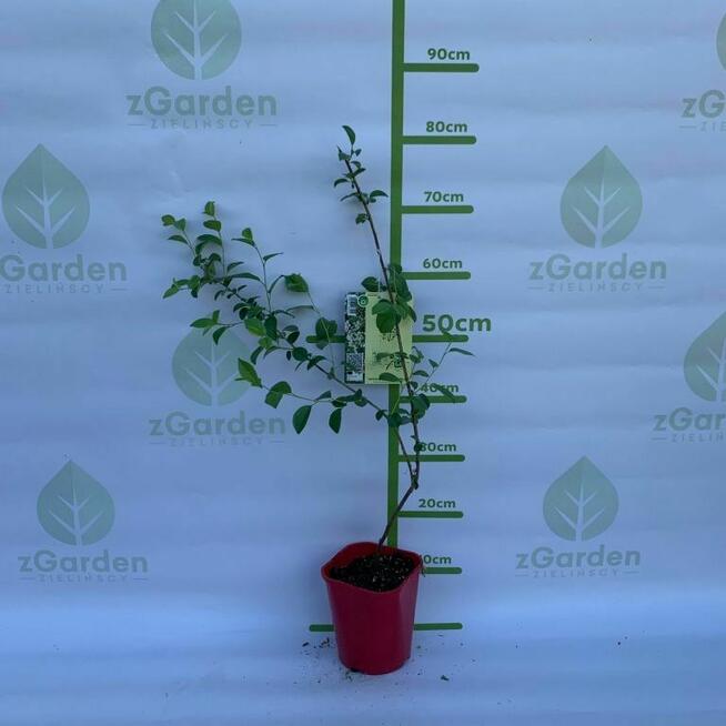 Wiśnia Karłowa Carmine Jewel – Owocująca Sadzonka do Ogrodu