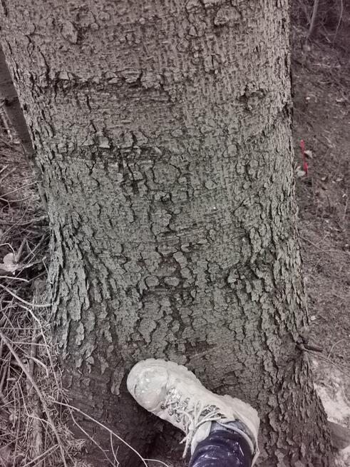 Sprzedam Las jodłowy 18 arow