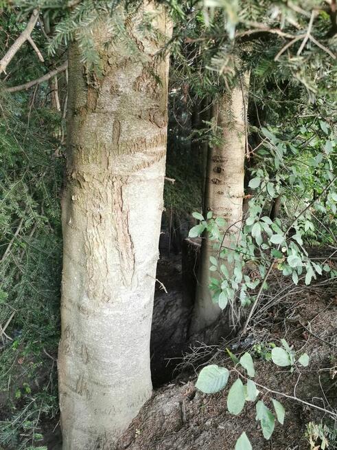 Sprzedam Las jodłowy 18 arow