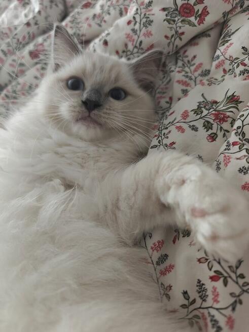 Ragdolle kwintesencja rasy, Rodowód FPL, hodowla 11 lat