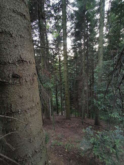 Sprzedam Las jodłowy 18 arow