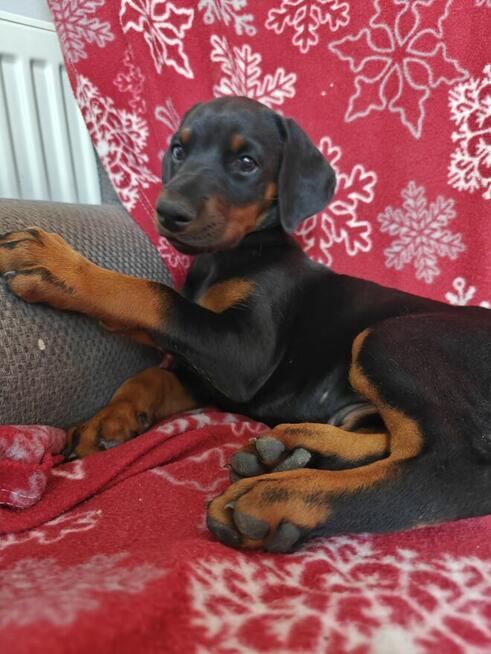 Szczenięta dobermana FCI po Championie z b. dobrym rodowodem