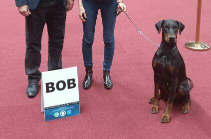 Szczenięta dobermana FCI po Championie z b. dobrym rodowodem