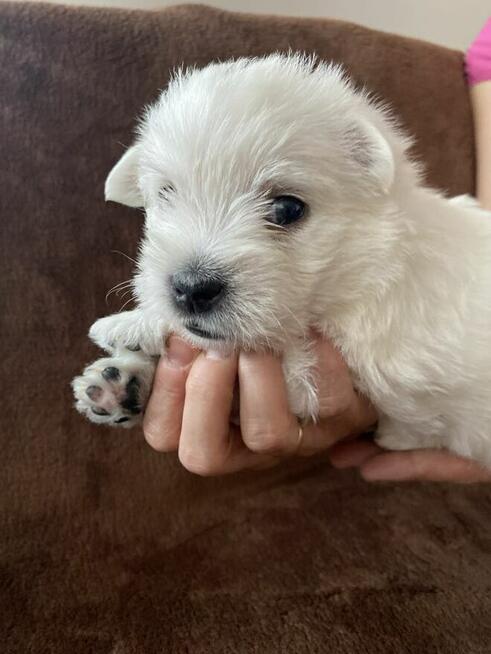 West Highland White Terrier ZKwP FCI