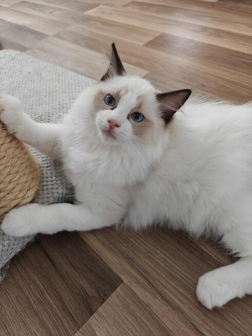 Ragdolle kwintesencja rasy, Rodowód FPL, hodowla 11 lat