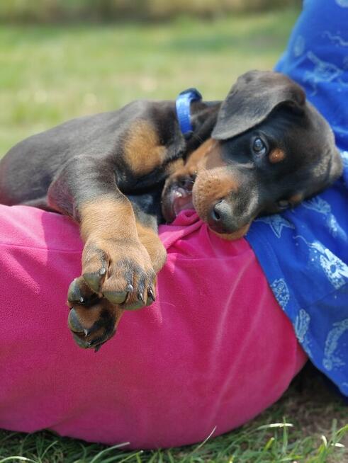 Szczenięta dobermana FCI po Championie z b. dobrym rodowodem