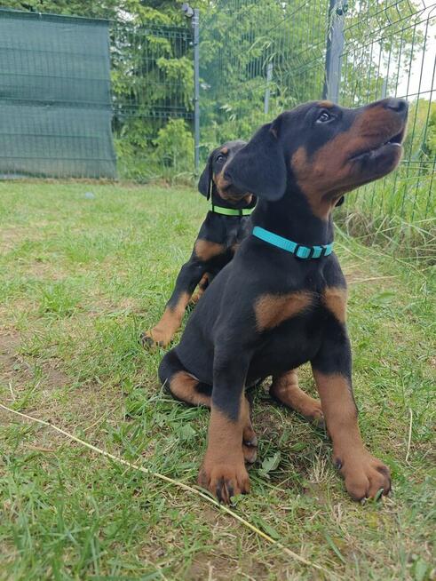 Szczenięta dobermana FCI po Championie z b. dobrym rodowodem