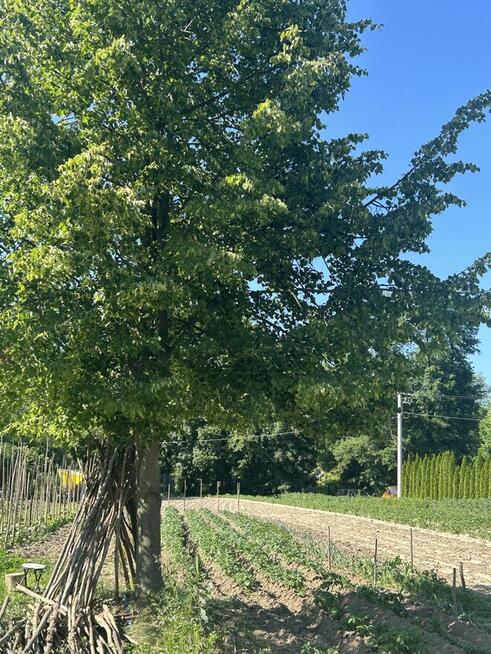 Działka rolna 21 arów Giebułtów gmina Wielka Wieś