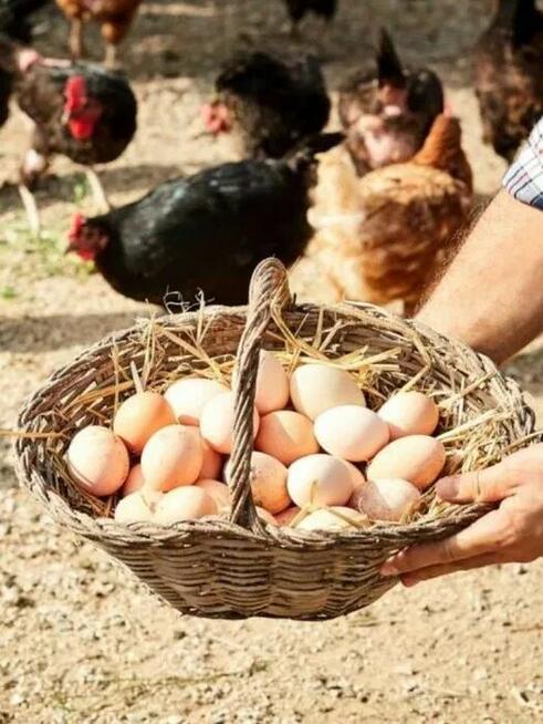 Jajka wiejskie od kur z wolnego wybiegu
