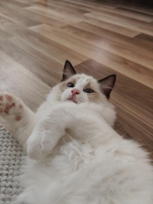 Ragdolle kwintesencja rasy, Rodowód FPL, hodowla 11 lat