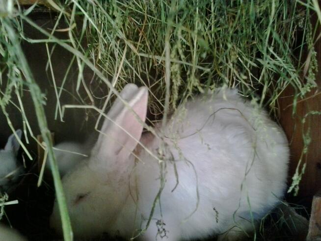 Króliki młode z matką