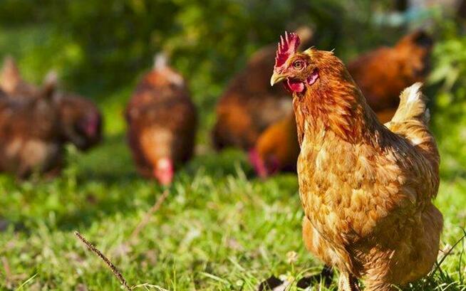 Jajka wiejskie od kur z wolnego wybiegu