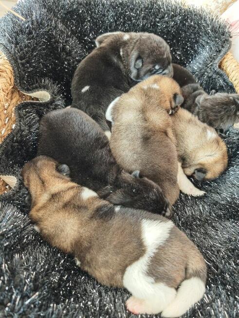 Akita Amerykańska szczeniak