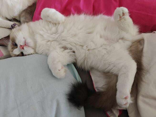 Ragdolle kwintesencja rasy, Rodowód FPL, hodowla 11 lat