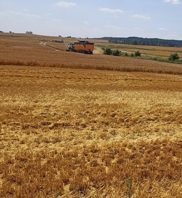 Usługi rolnicze - zbiór zbóż - omłot rzepaku