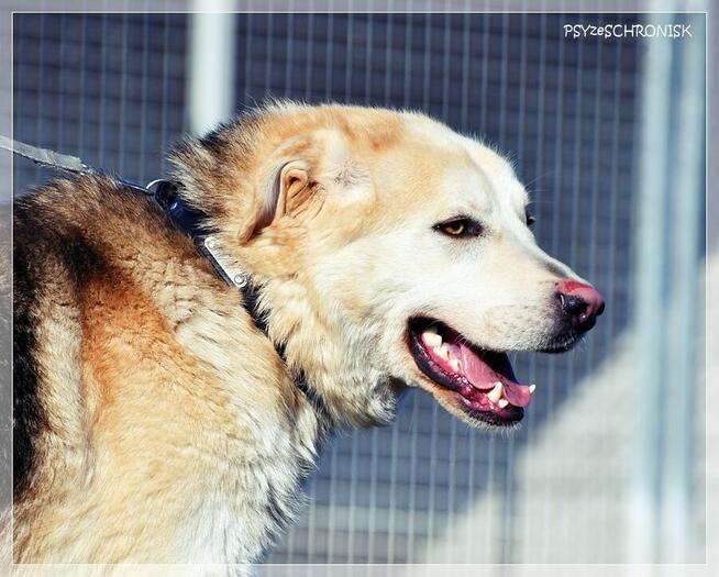 Winston – młody, bardzo pozytywny wielkopies do pokochania