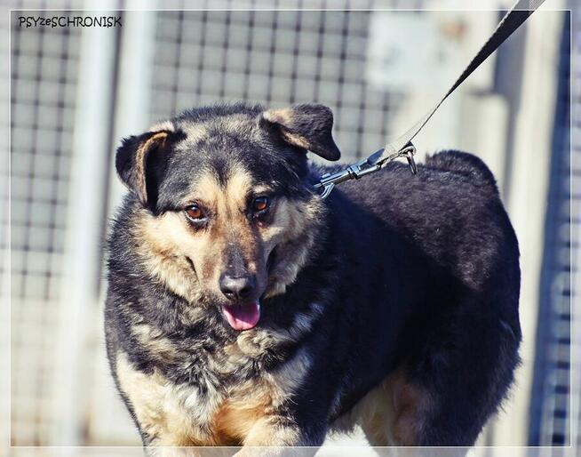 Lizak – wpatrzony w człowieka kundelek nie traci nadziei