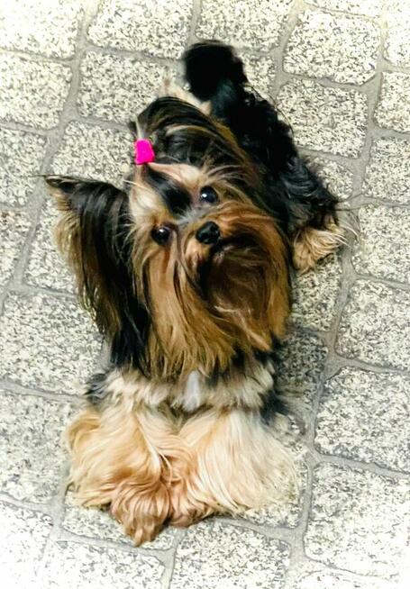 Black Yorkshire Terrier - czarny York. Cudak.