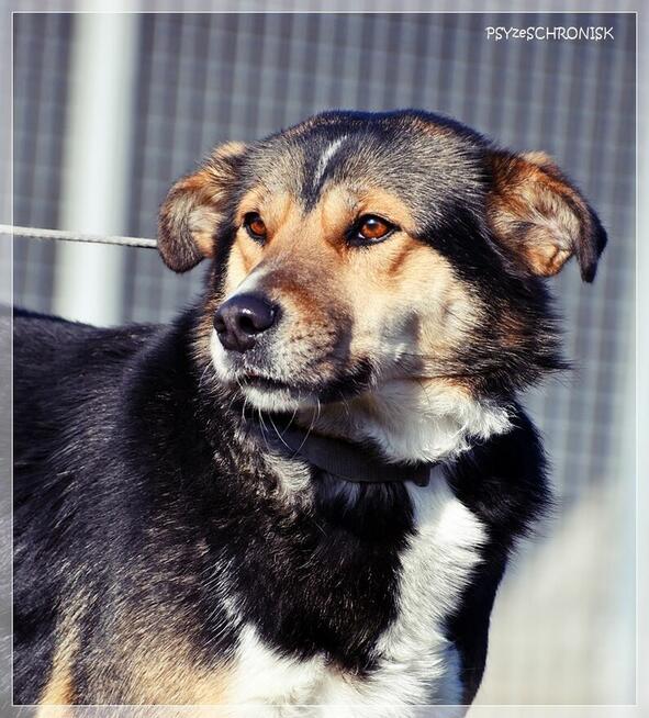 Klara – Twoja kandydatka na członka rodziny - pokochaj