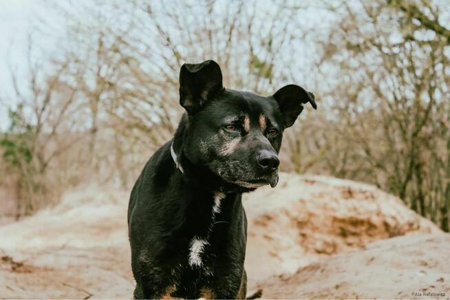 Mateo- aktywny pies szuka aktywnej rodziny-adopcja