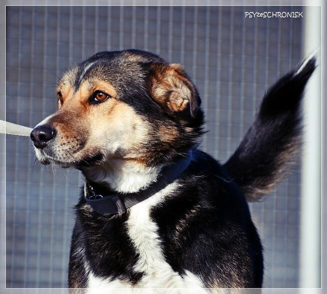 Klara – Twoja kandydatka na członka rodziny - pokochaj