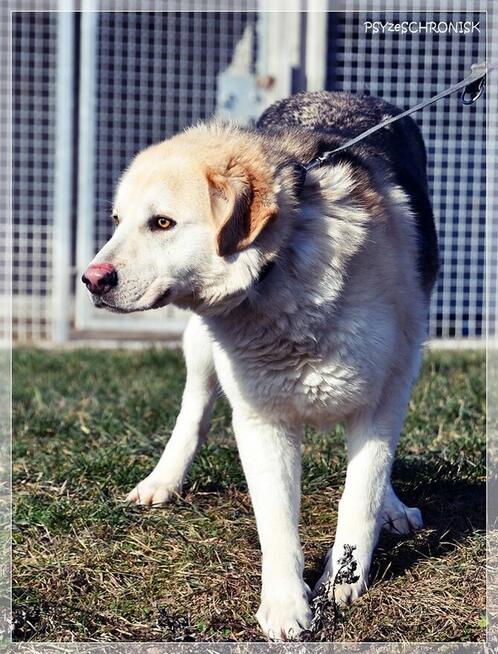 Winston – młody, bardzo pozytywny wielkopies do pokochania