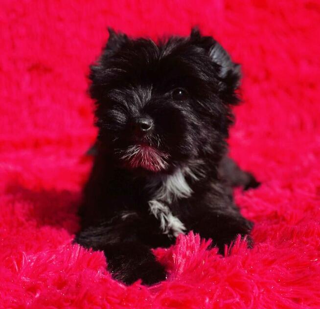 Black Yorkshire Terrier - czarny York. Cudak.
