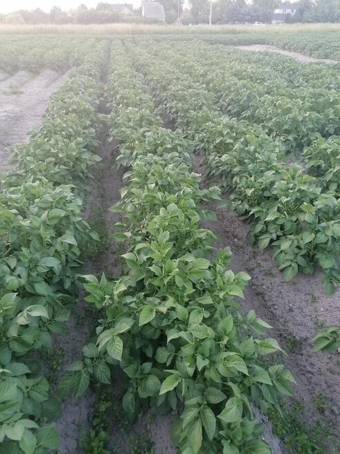 Wydzierzawie ziemie rolna